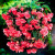 Begonie Pendula Red