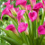 Cala Pink