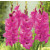 Gladiole Fidelio