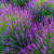 Lavanda Phenomenal