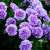Trandafir urcator blue & violet