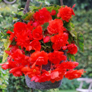 Begonie Pendula Red