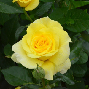 Trandafir Teahibrid Casanova