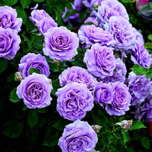 Trandafir urcator blue & violet