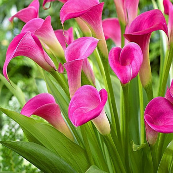 Cala Pink