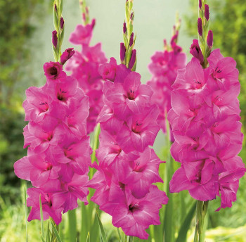 Gladiole Fidelio