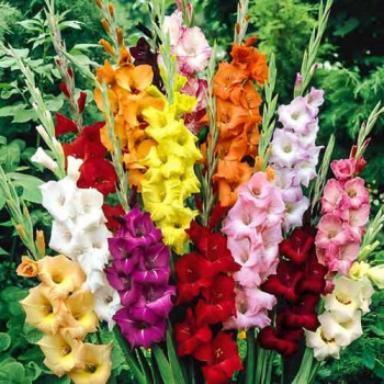 Gladiole mix multicolor